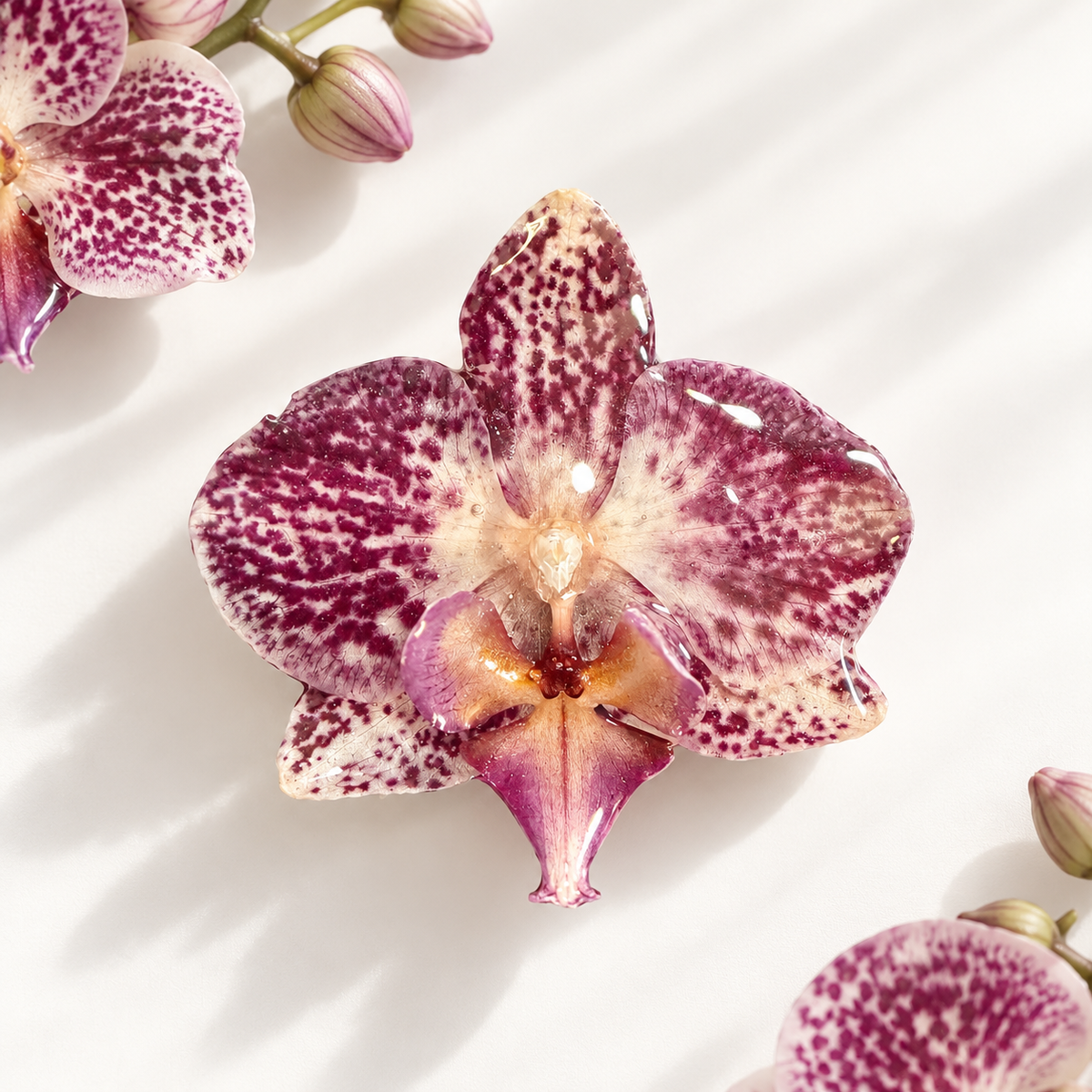 Real Orchid Hair Pin