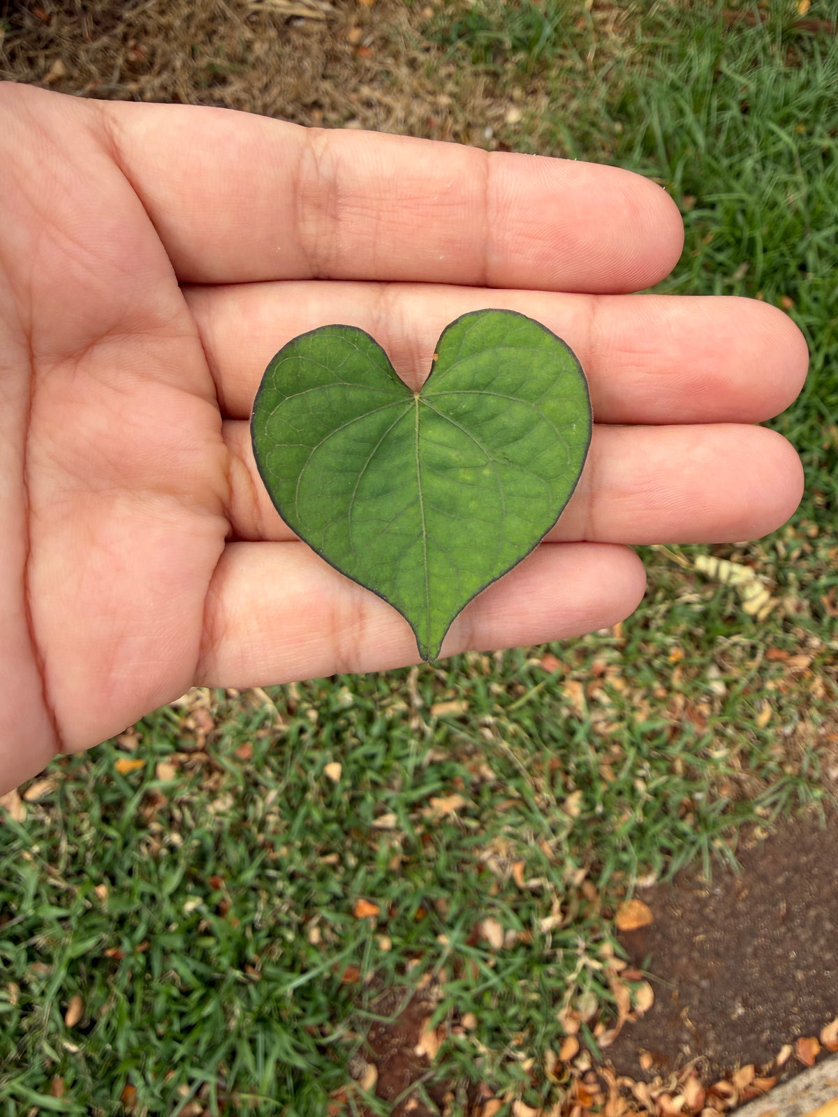 Real Heart Shape Leaf Necklace with Fresh Water Pearl